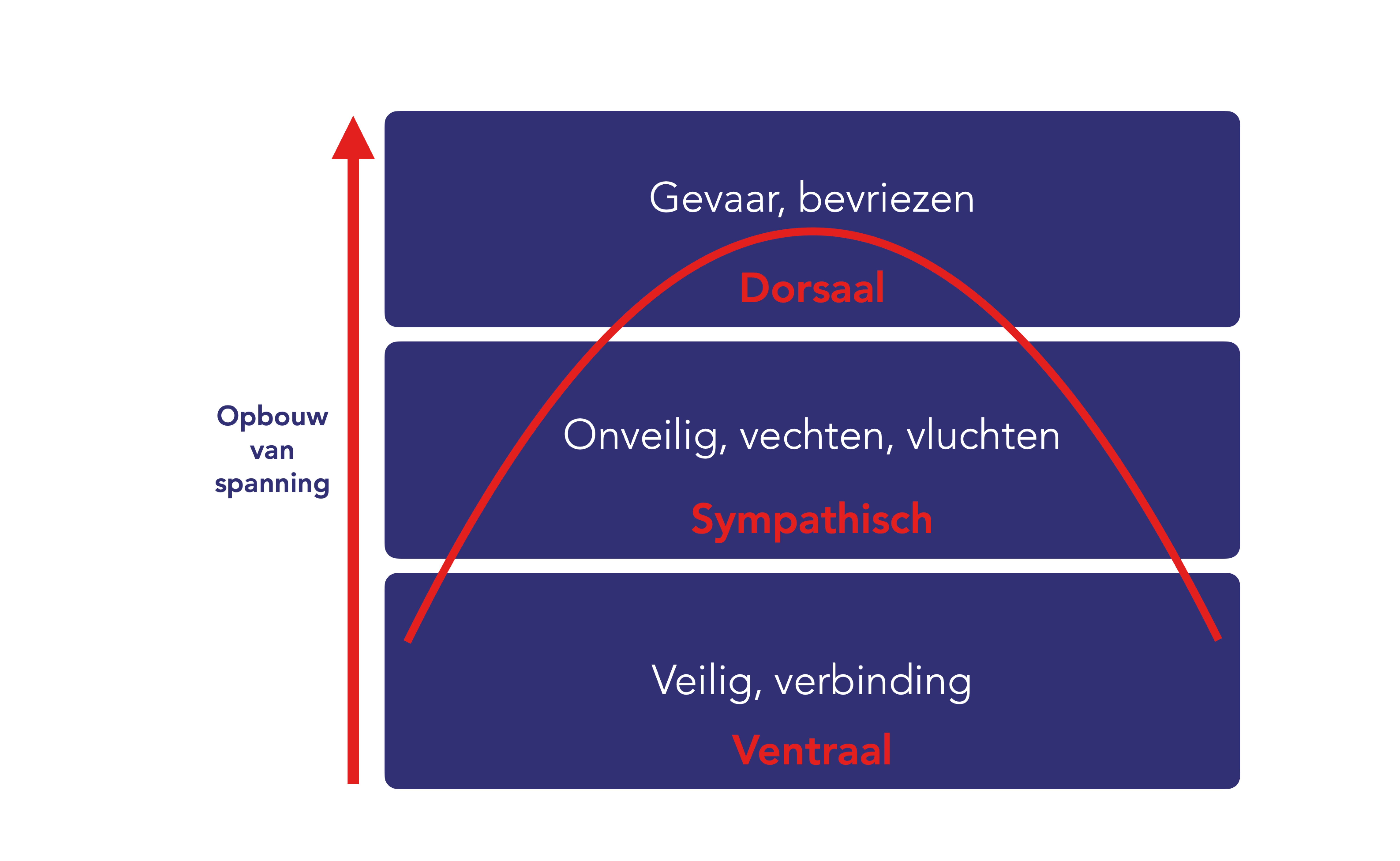 Polyvagaaltheorie